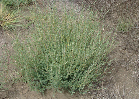 Fivehook Bassia, Bassia hyssopifolia